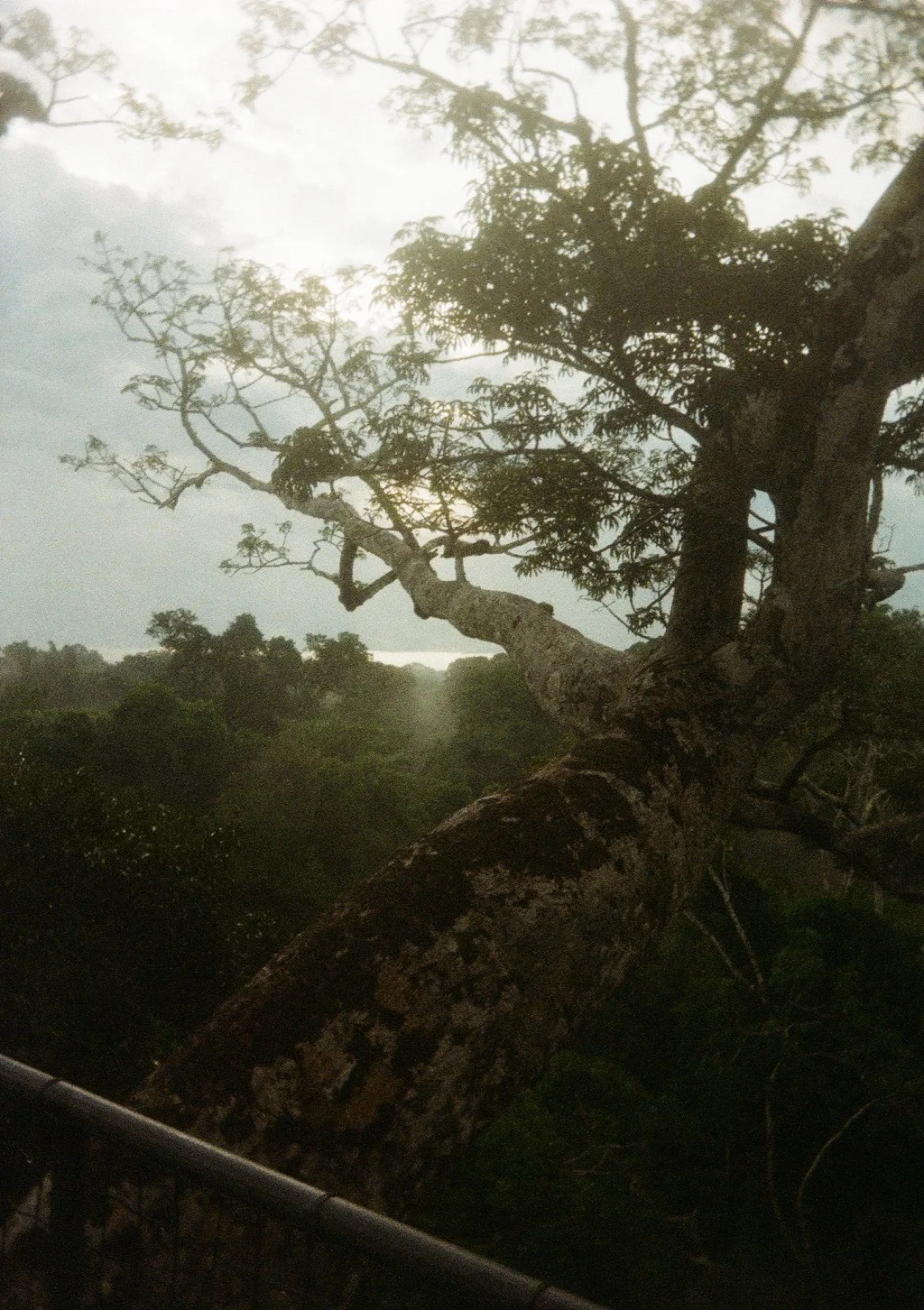 Film photograph of soft light filtering through a tree canopy